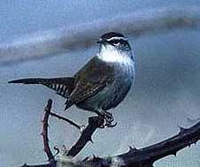Bewick's wren. Click to hear song