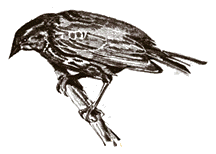 female
      red-winged blackbird drawing