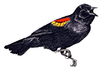 male
      red-winged blackbird drawing