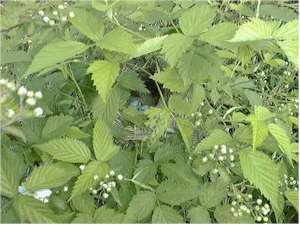 eggs in nest,
      hidden