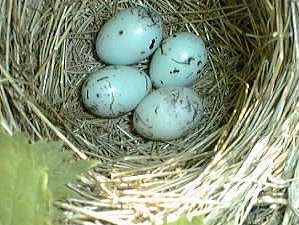 eggs in nest