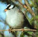 white-crowned sparrow