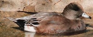 wigeon at
      shore