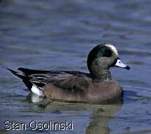 wigeon in
       water