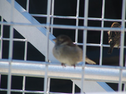 little brown bird