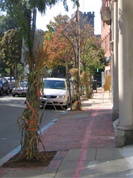 cornstalks tied to trees