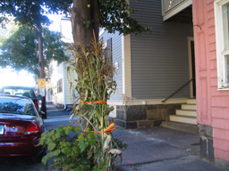 cornstalk tied to tree