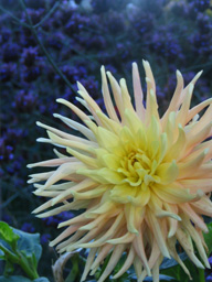 yellow pink dahlia looks like anemone