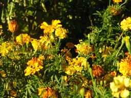 marigolds