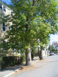 trees off curb