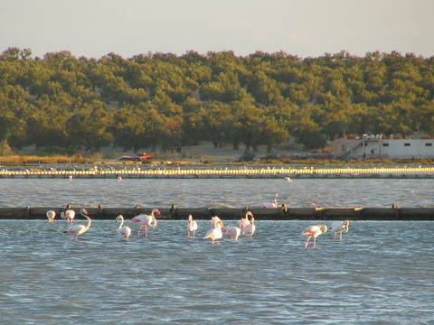 flamingos
