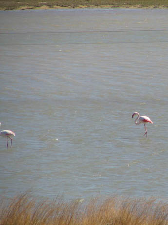 pink flamingos