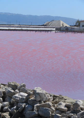water red from brine shrimp